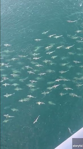 Offshore oil rig workers spot massive school of sharks swimming below #shorts