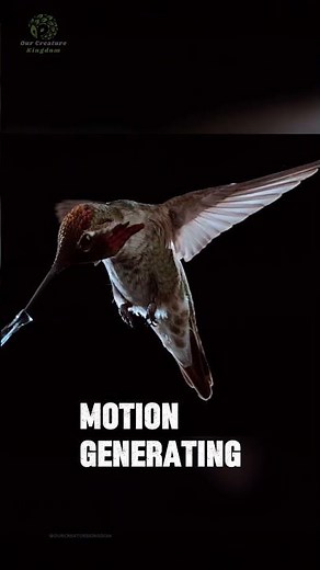 Hummingbird 🐦 | The Only Bird That Can Fly Backwards