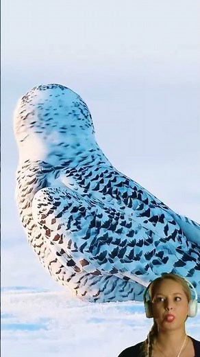 Who understands! The beauty of the snowy owl!