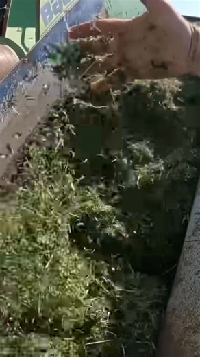 Witnessing green hay transformed into silage is pretty amazing. The process of chopping, treating, and bagging it preserves the nutrients for livestock. It's a reminder of how farmers innovate to feed their animals through every season. #FarmLife #SilageSeason #HayBaling #JohnDeere #FarmToTable #Agricultural #RuralLife | Siegler Dairy Farm