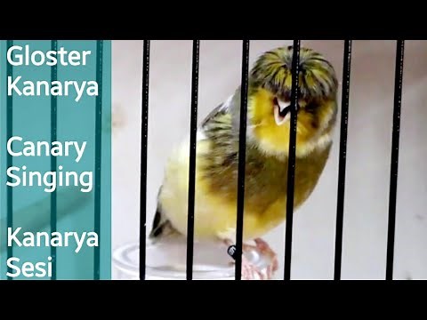 Spectacular Canary Singing | Canaries singing | For listening or Training your own birds