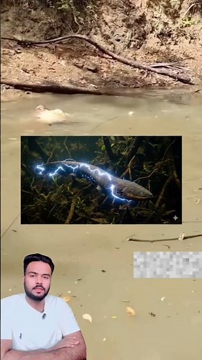 Electric Eel ⚡ The Fish That Can Produce 600 Volts | Shocking Nature Fact