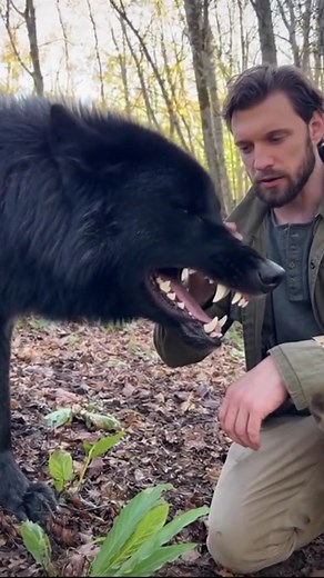 115K views · 2.6K reactions | Watch as a fierce wolf transforms into a gentle giant with just a touch of kindness! #WolfEncounter #NatureLove #CinematicMagic #FierceToFriendly #AnimalBond #WildlifeMoments | Doom Scroll Videos | Facebook