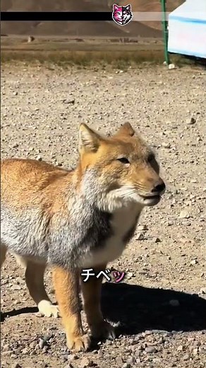 🦊 チベットスナギツネの秘密：そのサイズと一途な愛
