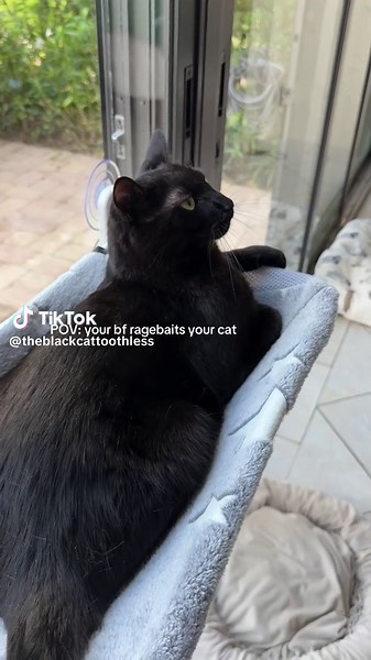 Understanding Cat Overstimulation in Relationships