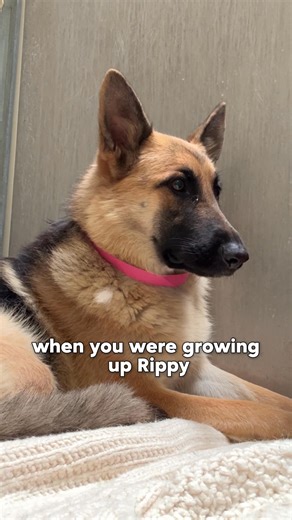 Man Figures Out Shelter Dog Understands a Different Language 😳 PUPDATE: Wait until you see her new parents! | Rocky Kanaka
