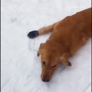 243K views · 2.9K reactions | It's getting cold out there. Time to bundle up this winter: https://bit.ly/3fZ7j7J | Try Not to Laugh | Facebook