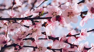Cherry blossoms have reached peak bloom, best time to see them is in the next 7 to 10 days