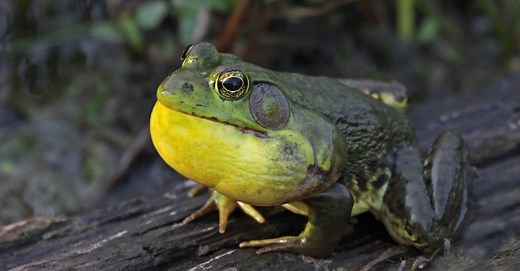 Do Frogs Have Ears? Discover Their Unique Anatomy!
