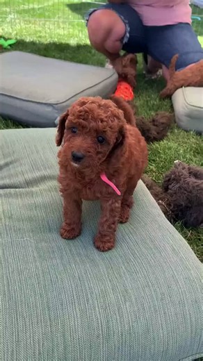 someone needs this for Valentin give