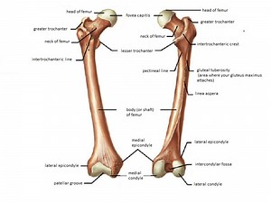 Femur Bone – Anatomy, Attachments, Blood Supply, and Significance | Bone and Spine