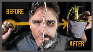 Life and Death of a Flower Timelapse - Untamed Science