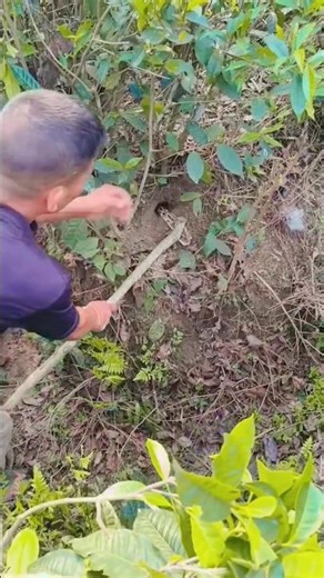 Apython was found in Manas Fatemabad Tea Garden, #gameskhelkarpaisekai #comedyree 🐍🐍🐍