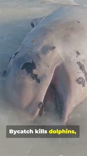 What is the impact of overfishing on marine ecosystems #science