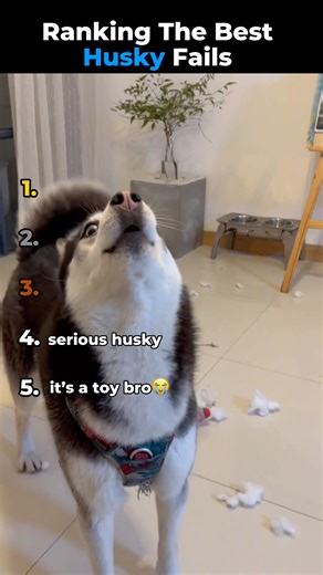 Most RANDOM Moments in Husky History #dogs #husky #shorts