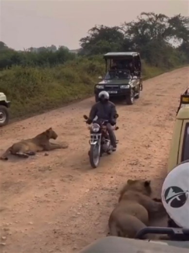 Os momentos mais engraçados da natureza #curiosidades #animais #animals #vidaselvagem #funnyanimals #natureza #animaisnotiktok