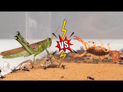 When a cricket with explosive jumping ability encounters the antlion, can it escape?