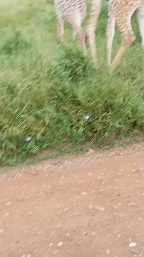 22K views · 266 reactions | Experience the wonder of Tanzania with...