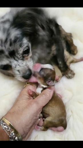 Isabella Christys Chihuahuas Page on Reels