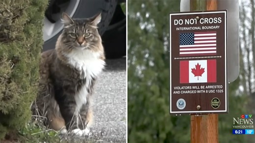 Canadian Cat Repeatedly Crosses Back and Forth Across the Border Into the United States