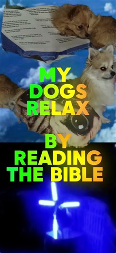 how do your dogs relax ?