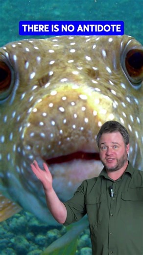 Pufferfish Poison Has No Cure