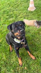 3 comments | Die faule, trainingsfreie Zeit ist vorbei  4 Monate nach der Kreuzband-OP darf Madame endlich wieder ran!  Jetzt wird wieder gearbeitet – natürlich mit einer unserer Lieblingsübungen ❤️ #claire #rottweiler #rottweilerofinstagram #hundetraining #doglove #freizeitmithund | Anette Mandt | Facebook