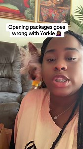 Yorkie Opens Packages: Funny Package-Unboxing Fail