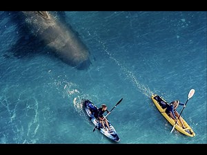 THE REEF STALKED | 2022 | Official International Trailer HD