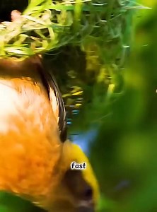 1.2M views · 22K reactions | #animals #documentary #fish #bird #insect #hunting #reel #seaworld #wildlife #ocean | The living world | Facebook