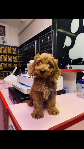 Cute Cocapoo Puppies Available in Dubai