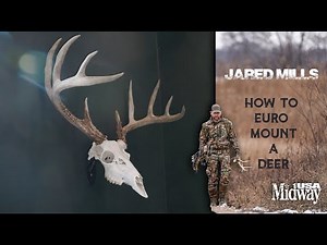 How to European Mount a Deer | Jared Mills