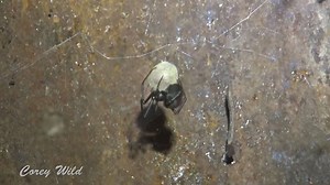 Comprehensive first aid guide for red back spider and black widow bites with symptoms