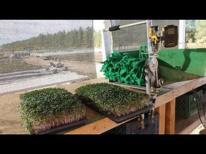The FASTEST and EASIEST Way EVER to Harvest Microgreens