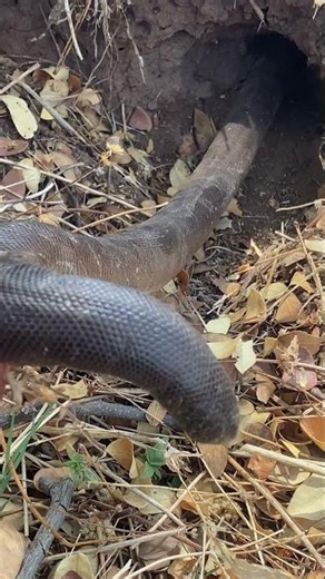 Wild Snake In Burrow 🐍 #reptile #shorts
