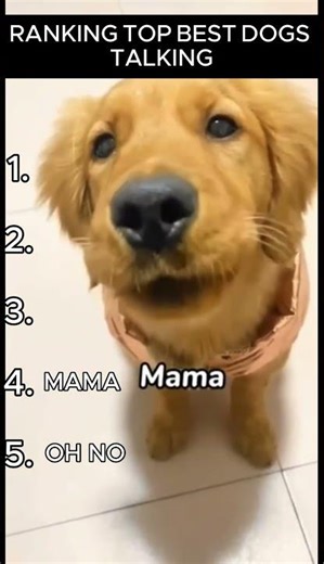 Best Dogs Talking 🐶😂