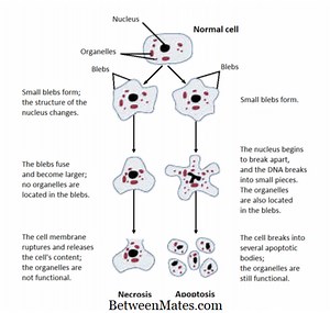 Différence entre lésion réversible et irréversible | Blessure réversible ou irréversible - Science et Nature 2026