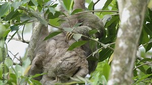 Adorable mother and baby Three Toed Sloths caressing each other while building strong bond.