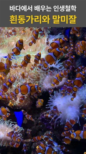 Nemo and the Sea Anemone Why Do Clownfish Live Inside Sea Anemones? #fisheries #fisheriesindustry...