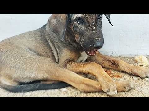Puppy's jaw was broken. Without surgery, he'd never eat again.