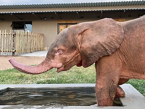 Orphaned albino elephant calf's successful 6-month rehabilitation journey