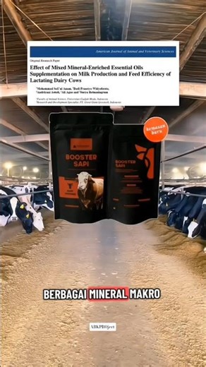 bikin kaget !! sapi perah biar susu banyak ini solusinya