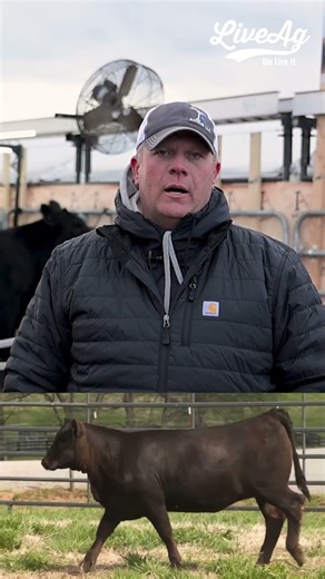 Ingram Angus Annual Production Sale Preview | Apr 10, 2026 | Top Angus Genetics