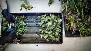 16 shares | A quick look at the effects, culture, and science behind marijuana. Top Trending | Grow | Facebook