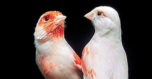 Estudo português na capa da revista Science