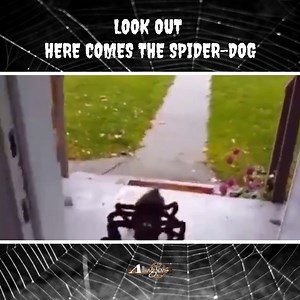 Spider-Dog, Spider-Dog Does whatever a spider can Spins a web, any size Scares humans just like flies Look out Here comes the Spider-Dog. Check out the genuinely frightened punters in this video! Have you ever had a prank played on you that scared you? Ever done the same to someone else? Make sure that you are the best dressed prankster in town by shopping from Allingtons huge range of Country, Work and Western Wear. Discover more > https://bit.ly/AllingtonsHW07DEC Join the Allingtons Country Cl