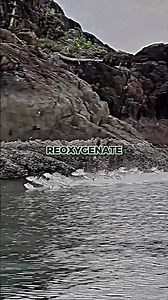 The Easiest Way to Catch Fish in the Amazon