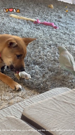 Cheeky Parrots In Action | I Freaking Love Animals