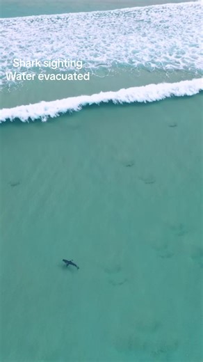 Shark Alarm, water evacuated #sharksighting #sharkalarm #sydney #ocean #beachlife #australia