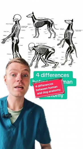 4 Key Differences Between Human and Dog Anatomy